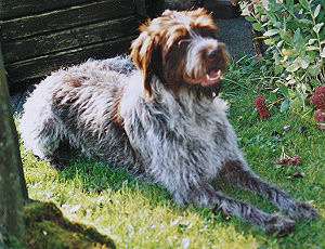 www.griffon-vom-kammeltal.de Bella Biene vom Wildschtz